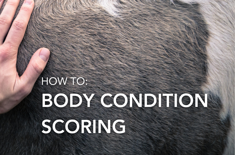Body Condition Scoring | Equine Science Matters™